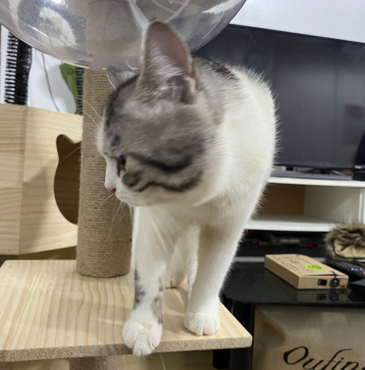 นอนป่วยตื่นมาเจอม่อนทำอะไรลับๆล่อๆเลยเรียก รีบวิ่งมาหาเลย อ้วงเอ้ย คงคิดในใจว่า  "อุนยายอย่าเพิ่งตุย ตื่นมาเทข้าวให้ม่อนก่องง"