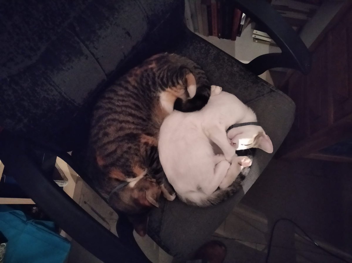 nu_roger_0's tweet photo. Mirad que gatitas que tengo https://t.co/gNiLbHobYd