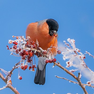 BirdMongolia's tweet photo. Winter Birding ideas in Mongolia? We will share our experience and birding ideas soon. Be keep updated with our next #TripReport 😉
#BirdMongolia #BirdingMongolia #WinterBirding #TwitterNatureCommunity https://t.co/G2ifKU1GGG