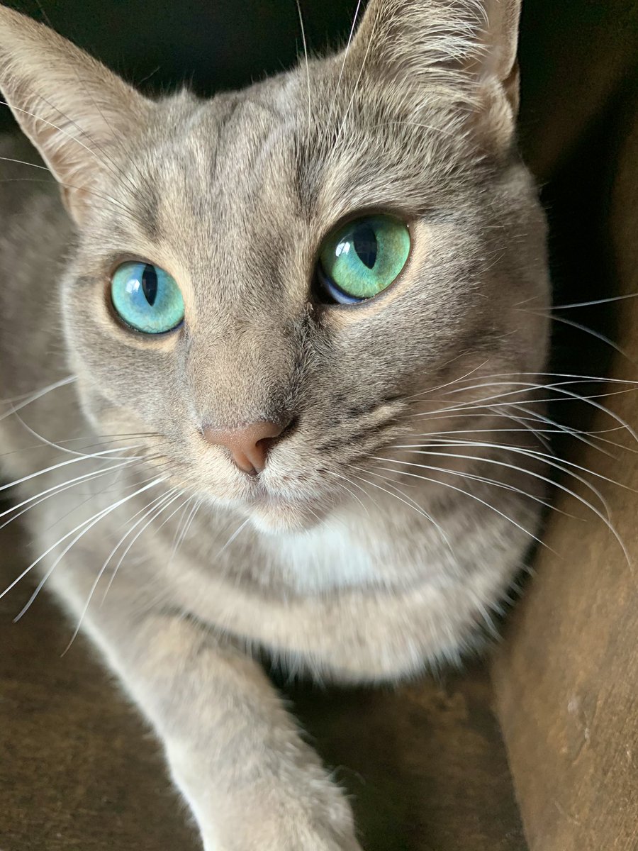wildcatfiona's tweet photo. @catsofinstagram The “Can I have a treat? 🥺” face. 100% success rate. (From WildCatFiona on IG) #twitterweek https://t.co/DTM7RiVykw
