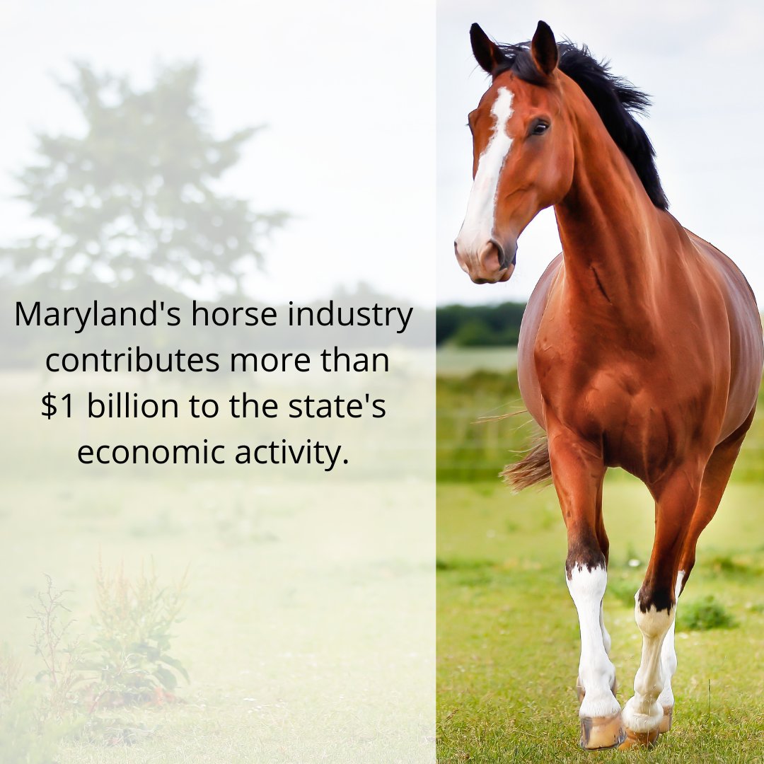 Did you know? Maryland's horse industry contributes more than $1 billion to the state's economy $500 million+ in employee income. #MyMdFarmers #MarylandHorseMonth #MarylandEquestrian #Horse #Equestrian https://t.co/4NRkgnb0GD