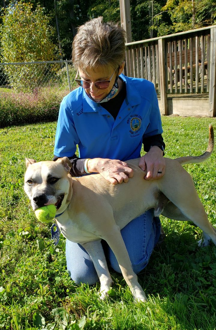 CBElite's tweet photo. #HomesforDogs Adoptable Alert: Carlo from the PWC Animal Shelter!✨  Carlo is a sweet and happy boy that can be a little nervous in unfamiliar situations, but once he warms up he is an enthusiastic young man! @PWSPCA https://t.co/v7qbXgNcen