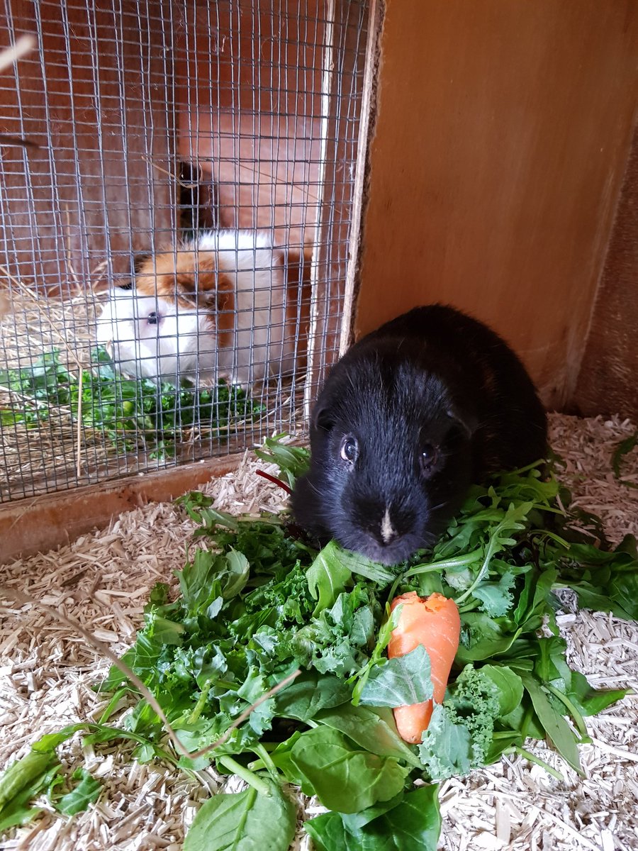 fluffatrons's tweet photo. Ooooo who are you? Exciting times, I am attempting to make a new friend this week. Let's see how this goes. #guineapigs https://t.co/ppnrRb0I1i