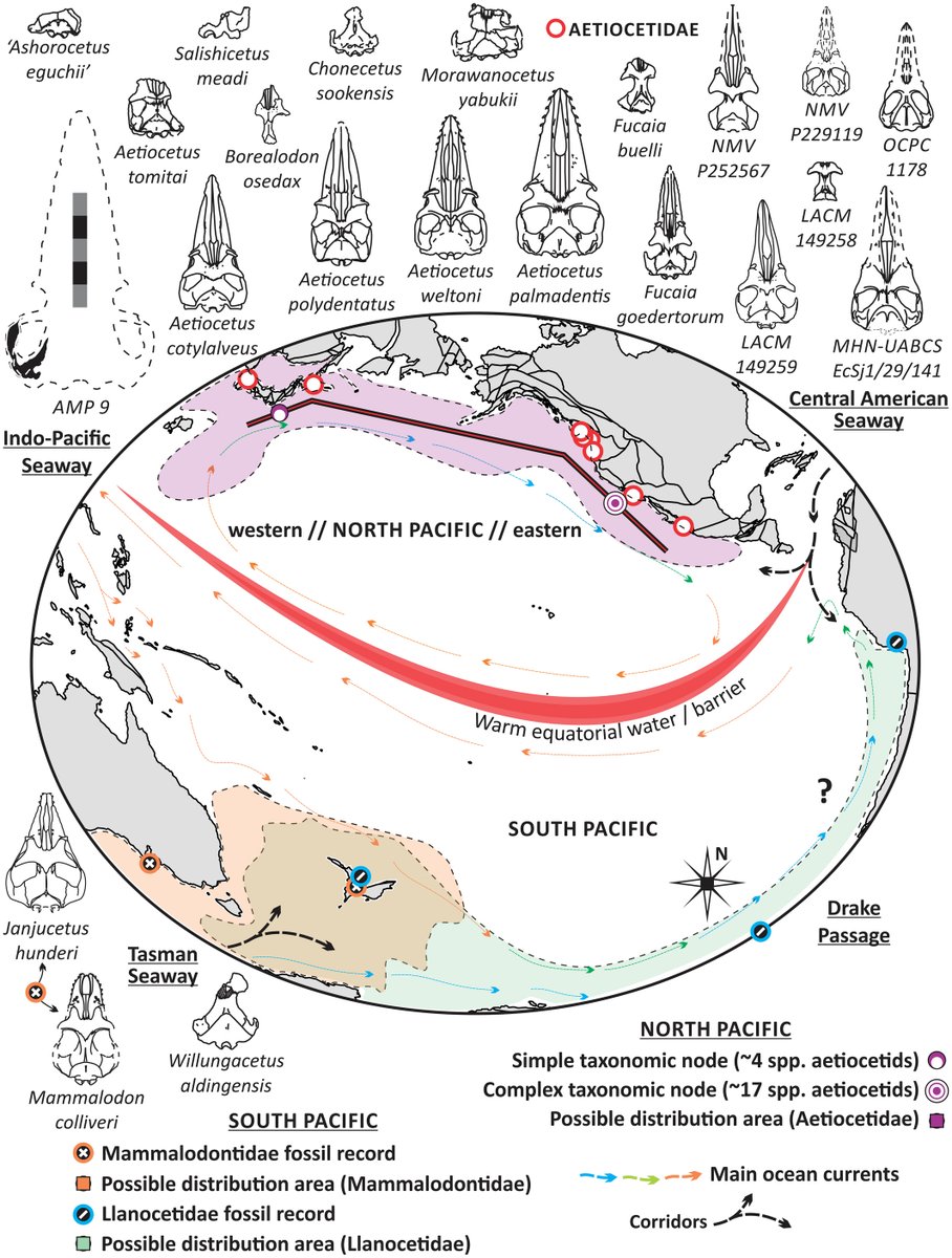 Just out today in Palaeontology: my PhD student, Atzcalli E. Hernández Cisneros, and I explore the paleobiogeography of toothed mysticetes from the North Pacific. @CicimarIpn @ThePalAss @NHMLA #MarineMammals More here: onlinelibrary.wiley.com/doi/abs/10.111…