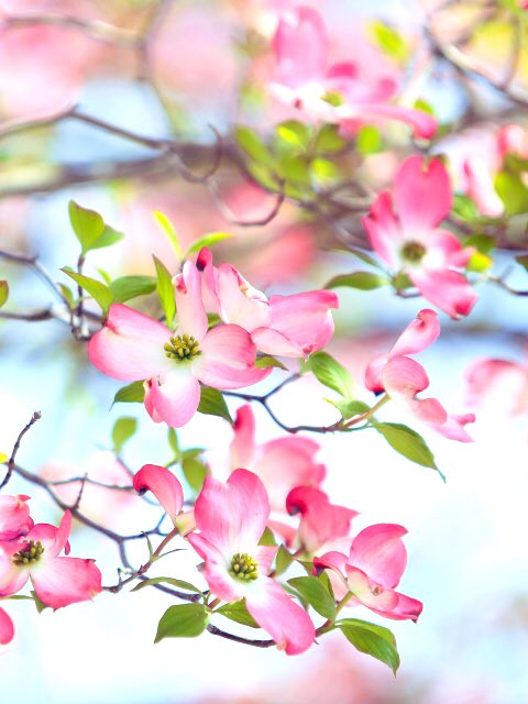 花さん 春馬くん お疲れ様 本当は辛いのでお疲れ様なんて言いたく無いので 今日はね お疲れ様です ドラマ終わりましたね 今度は映画です 必ず観に行きますよ 三浦春馬 ハナミズキ 花言葉 私の想いを受けてください 花さん 春馬くん お疲れ様 本当は辛いのでお疲れ様なんて言いたく無いので 今日はね お疲れ様です ドラマ終わりましたね 今度は映画です 必ず観に行きますよ 三浦春馬 ハナミズキ 花言葉 私の想いを受けてください