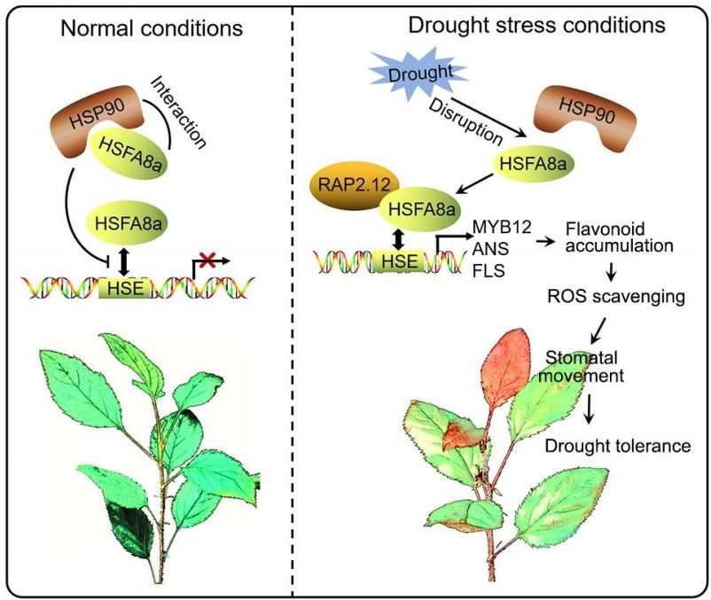 sci_plant's tweet photo. HEAT SHOCK FACTOR A8a Modulates Flavonoid Synthesis and Drought Tolerance
https://t.co/Bx3Zxg8usd
#plantscience #HSFs #Flavonoid ♻️ https://t.co/tUpwfBZxkA