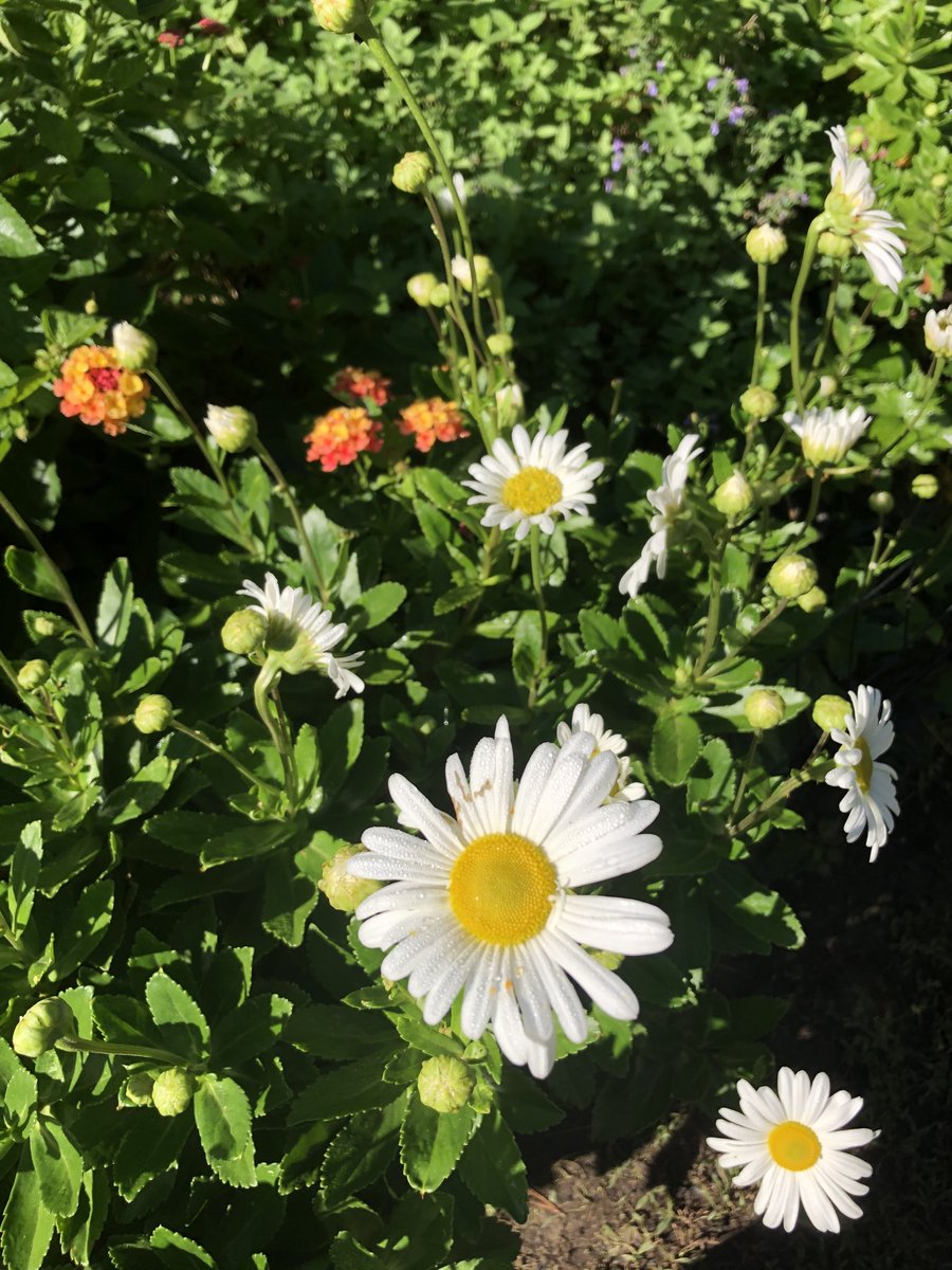 RowanTree37's tweet photo. So many pretty flowers! I want them all!!! #gardenerintraining https://t.co/QcyZNo9BQy