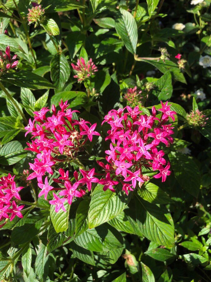 RowanTree37's tweet photo. So many pretty flowers! I want them all!!! #gardenerintraining https://t.co/QcyZNo9BQy