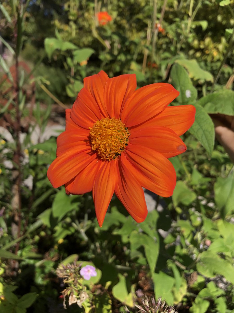 RowanTree37's tweet photo. So many pretty flowers! I want them all!!! #gardenerintraining https://t.co/QcyZNo9BQy