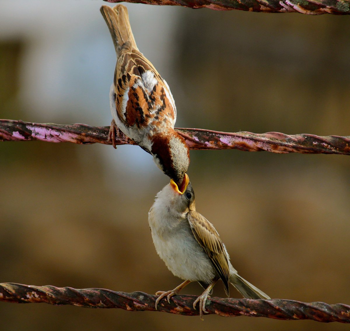 WildlifePhoto11's tweet photo. Mother allways care our children, she does not need to say anything.#wildlifephotography #photography #photographylovers @tonywootton7  #nature @travel_wildlife #birdscare @CarlBovisNature @Britnatureguide https://t.co/RnCnLJqBOK