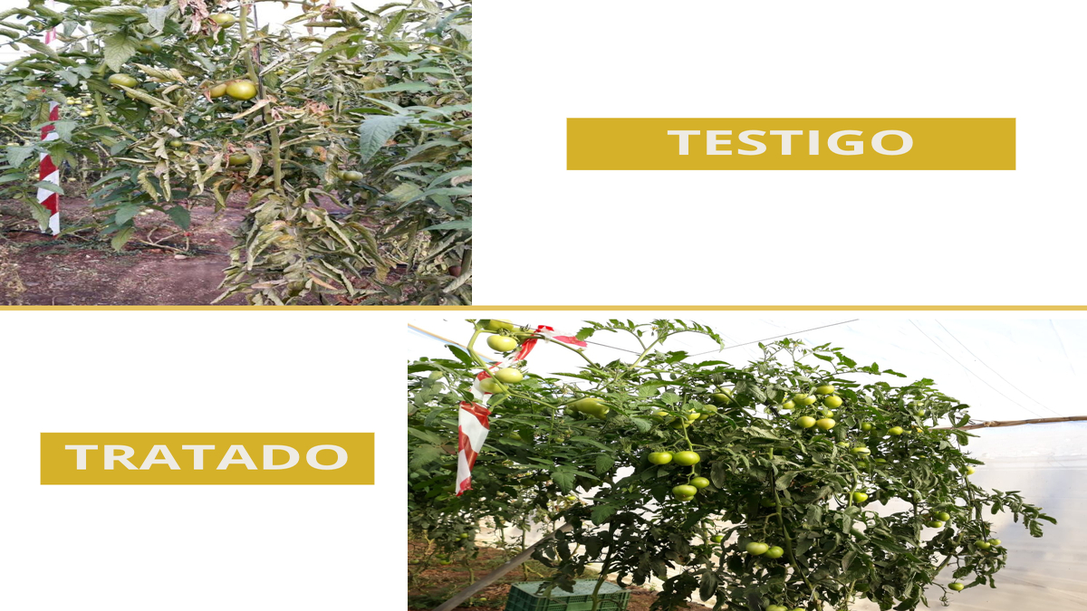 HilfeAgro's tweet photo. 👩‍🔬 ¡Nuestro departamento de I+D+i no para!
🔝 En #Hilfeagrotechnical no dejamos de innovar y desarrollar nuevas soluciones para la #agricultura
🍅 #tomate #invernadero #vasates https://t.co/x4hoWP3lse
