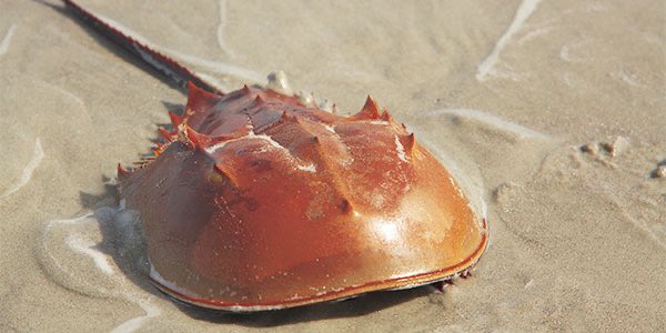 I’m in a science mood. Wanna know how this little guy has saved billions of lives? Horseshoe crab are so cool