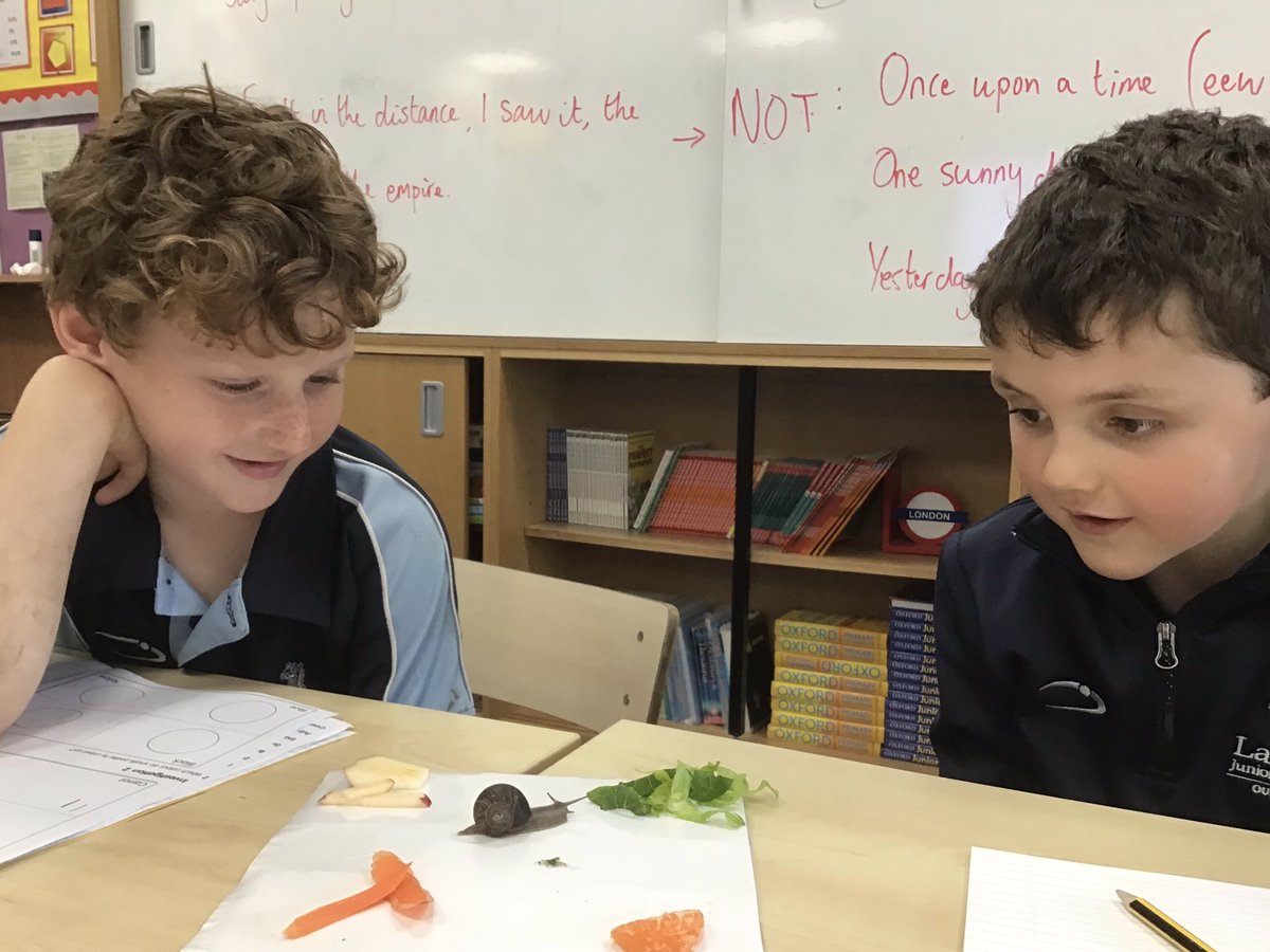 LaxtonJunior's tweet photo. Letβs investigate snails! #LJSYearThree have been investigating the food and colour preferences of these fascinating invertebrates @invertebrate_uk #LJSScience #loveoflearning #opportunity https://t.co/YJ1e5Xf8fp