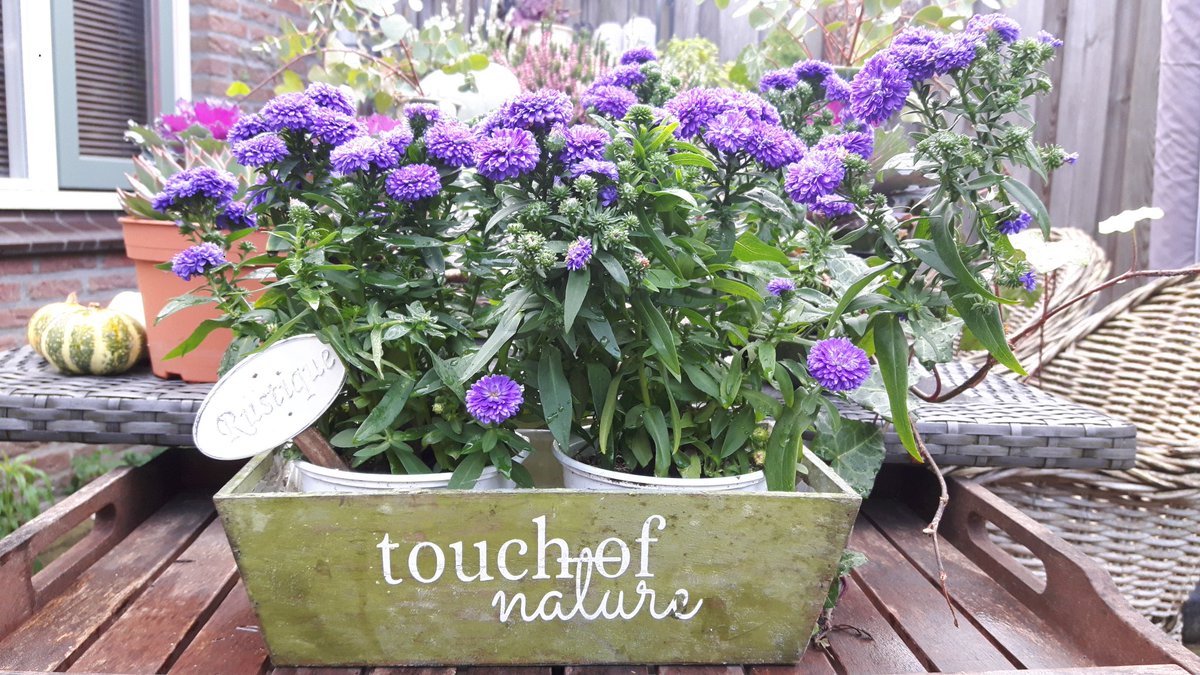 LivingCozy's tweet photo. A beautiful #FallDay, filling my heart with wonderful colors!
📸LivingCozy Love&LiveCozy
🍂👼❤🏡❤👼🍂
#MyFavoriteColorIsOctober
#OurFallGarden #ILoveFall #FallGirl #MyBirthdayMonth #Garden #Flowers #Plants #Gardening https://t.co/ocbqA7XLe8