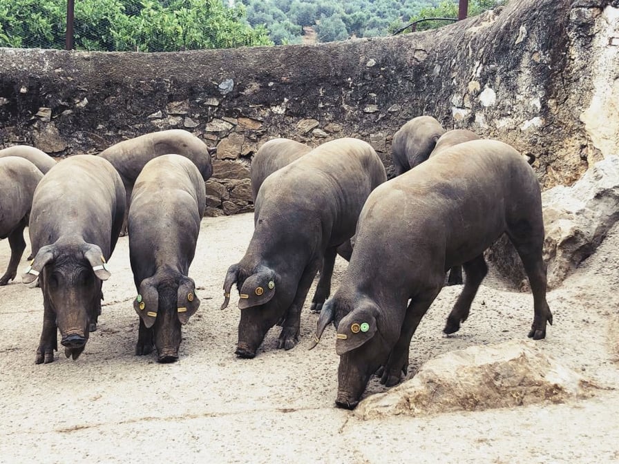 PREMIO SELECCIÓN GENÉTICA DEL IBÉRICO modalidad “INDICE DE LECHON”    Primer Premio 
 Finca: “Campovid” TM. Constantina (Sevilla)
Embutidos Capellan 🏆🥇🐖
Premios concedidos por AECERIBER, Asociación Española de Criadores de Cerdo Ibérico.