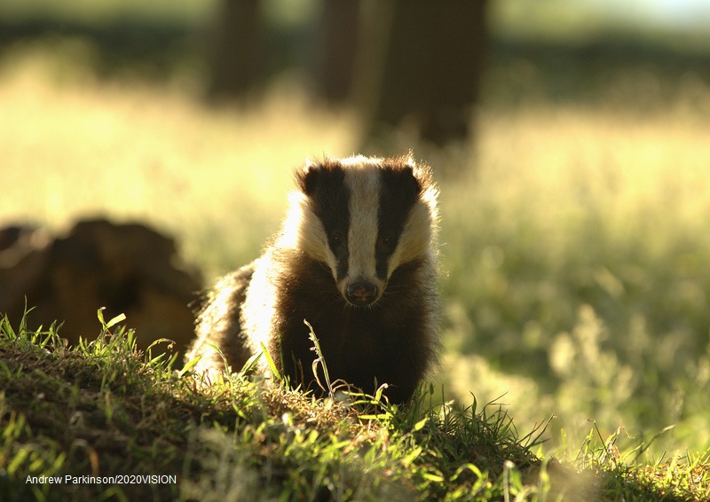 WildlifeTrusts's tweet photo. It's #NationalBadgerDay!🦡🤩 Did you know badgers can eat hundreds of earthworms a night?!🪱 They are the UK's largest land predator, but are sadly under threat 😞 Hear more about the threats facing badgers by catching up with our latest WildLIVE 👉 https://t.co/0zU9mwIIxp https://t.co/EUTzdakMJH