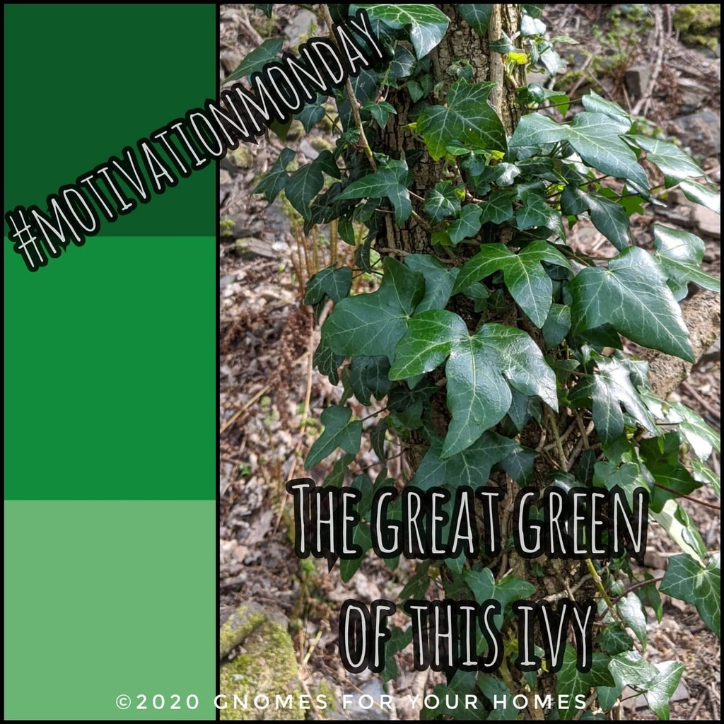 gnomes4yrhomes's tweet photo. A little late for #motivationmonday Monday, but who goes by the days anymore?
.
.

I am thinking more and more about #christmasgnomes I felt this ivy was the perfect template for the #greenman #santa #gnome.
.
.

Follow me to see how he turns out.
.
… https://t.co/AKP4FawfDQ https://t.co/RhFBDIRsrv