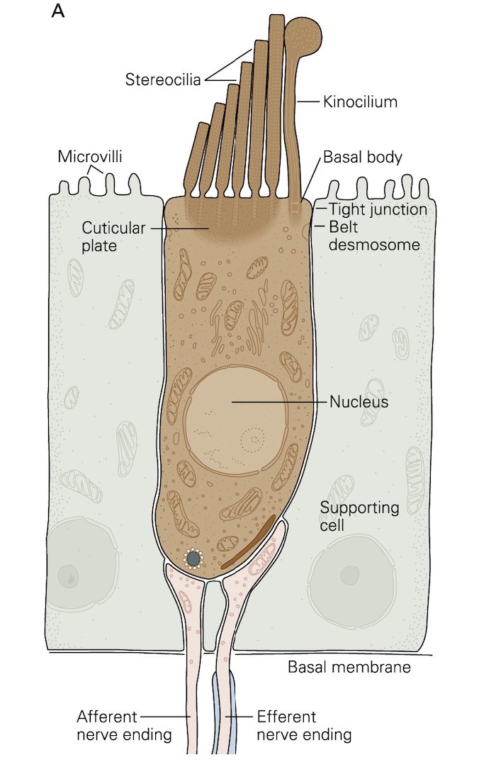 TPVogels's tweet photo. Most of us grew up in #neuroscience with her illustrations of how the brain works, and our mental imagery relies on the worlds she drew. Her brain may have stopped working, but her illustrations live on. Rest in peace, Sarah Mack, Artist of Kandel &amp; Schwartz's 'neuro bible'. https://t.co/cmlKoFrLmJ