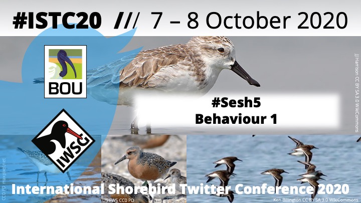 Coming up in just a moment at #ISTC20 is #Sesh5 'Behaviour1' with keynote @fkondras chaired by @Luscinia_joshua #Shorebirds #Waders #ornithology @IBIS_journal