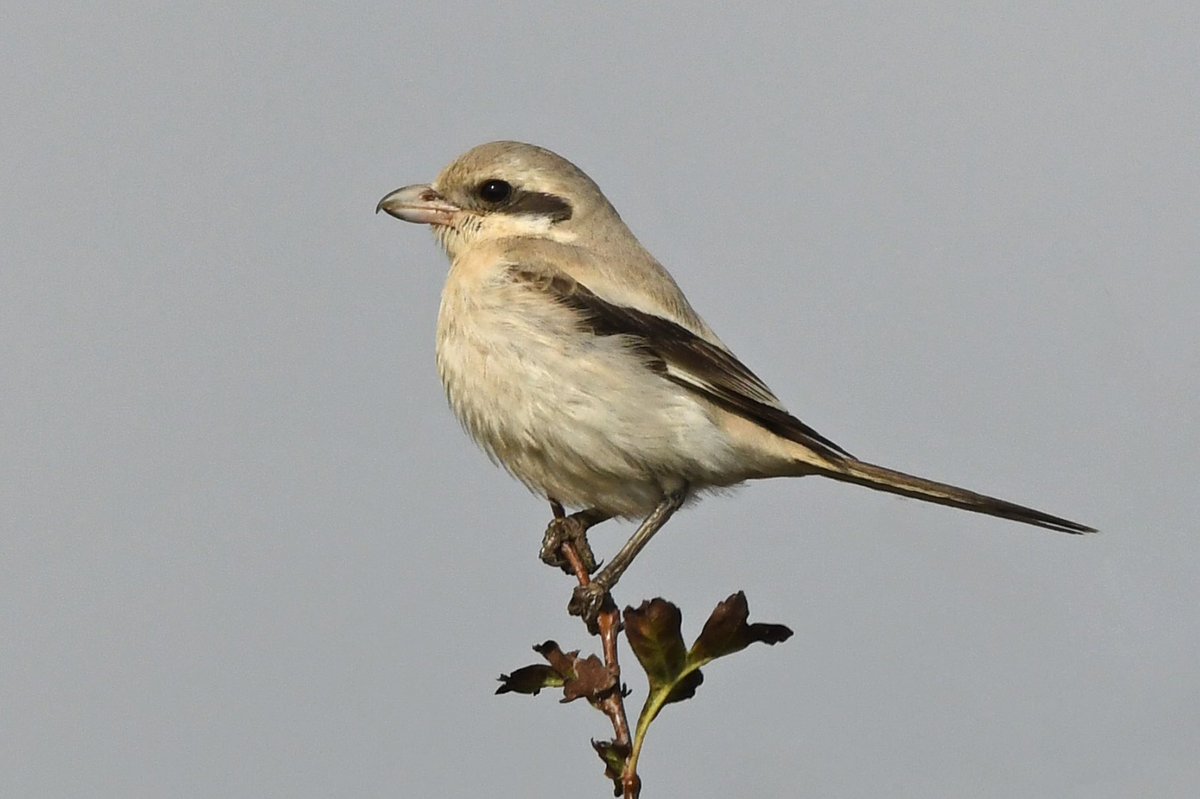 Steppe grey shrike Benacre Suffolk.