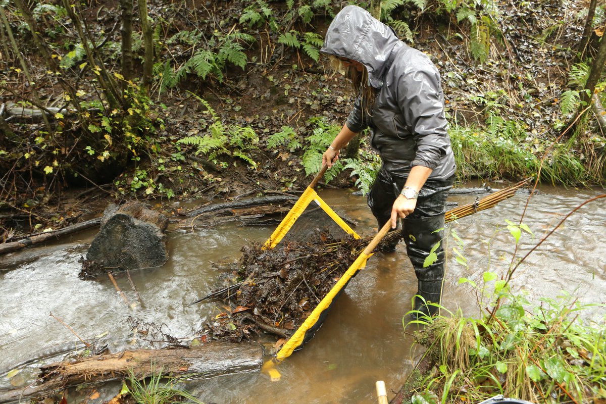NickMott7's tweet image. Bracken bundle set on 1-9-20 &amp;amp; monitored on 5-10-20

23 White-claws:  11 females &amp;amp; 7 males (Carapace Length from 13.9-32.3mm) &amp;amp; 5 juveniles (CL: &amp;lt;10mm) 
@CrayfishIAA