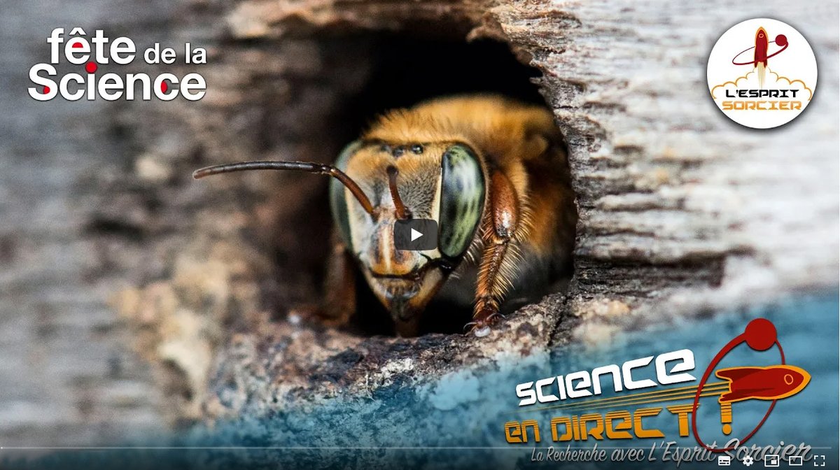 👀🎬Visionnez l'extrait <a href="/EspritSorcier/">L'Esprit Sorcier TV</a> #Scienceendirect dédiée à la biosurveillance réalisée au Centre Spatial de Guyane grâce à L'abeille Mélipone. 🐝
Retrouvez nos partenaires Nicolas BREHM de NBC et Sandrine RICHARD du <a href="/CNES/">CNES</a>  en duplex de l'émission.
youtube.com/watch?v=V9o0ME…