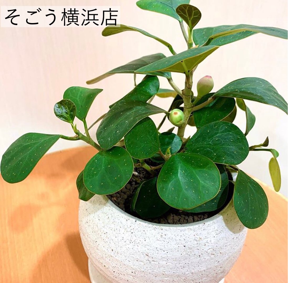 تويتر 観葉植物 ボタニカルラウンジ Onlineショップもopen على تويتر 最近また人気が高まってきている コバンボダイジユ 独特の葉脈 葉の斑点 ポテっとした丸い葉 そしてなんといっても黄金色の葉の裏が特徴 葉の裏があまり写ってない さりげなく 随所に個性が