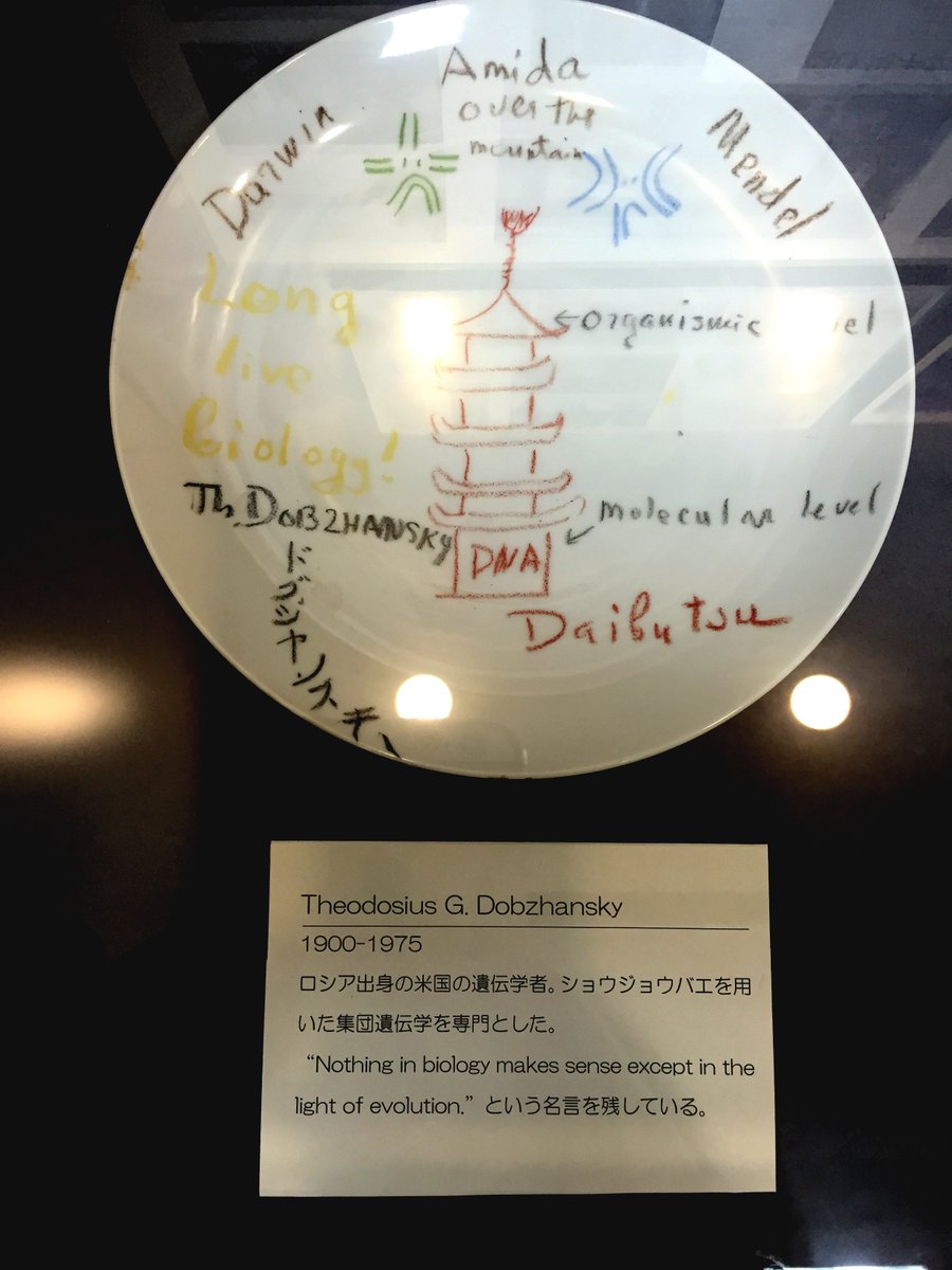 Researchat 研究雑談podcast Twitter પર Nothing In Biology Makes Sense Except In The Light Of Evolution By Theodosius Dobzhansky 写真は国立遺伝学研究所に保存されているdobzhanskyが訪問した際に描いた絵皿 T Co Noezyfg8xk Twitter