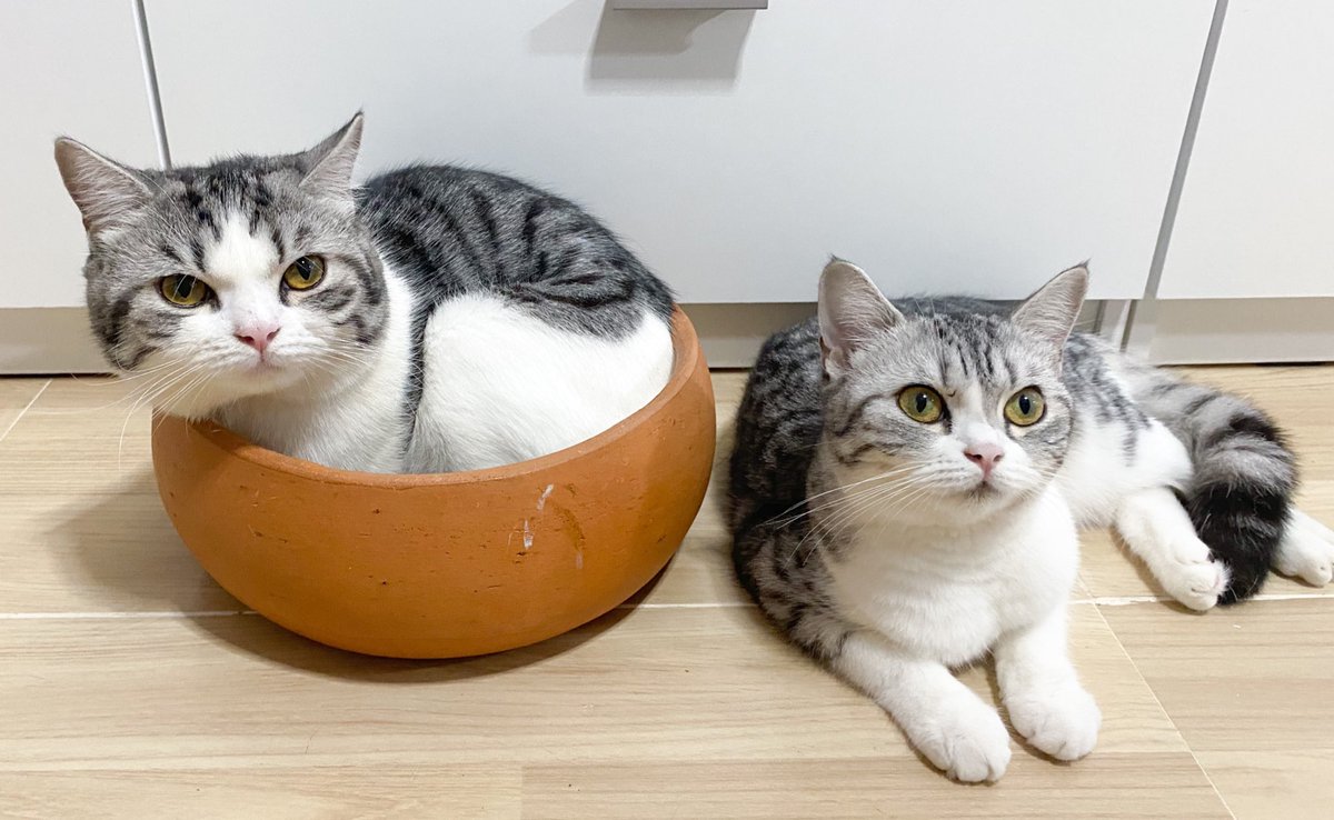 มังต้องมีอะไรผิดพลาดแน่ๆ พ่กเราก้ตัวเท่าเดิมนี่หน่าา /ม่อนครุ่นคิด