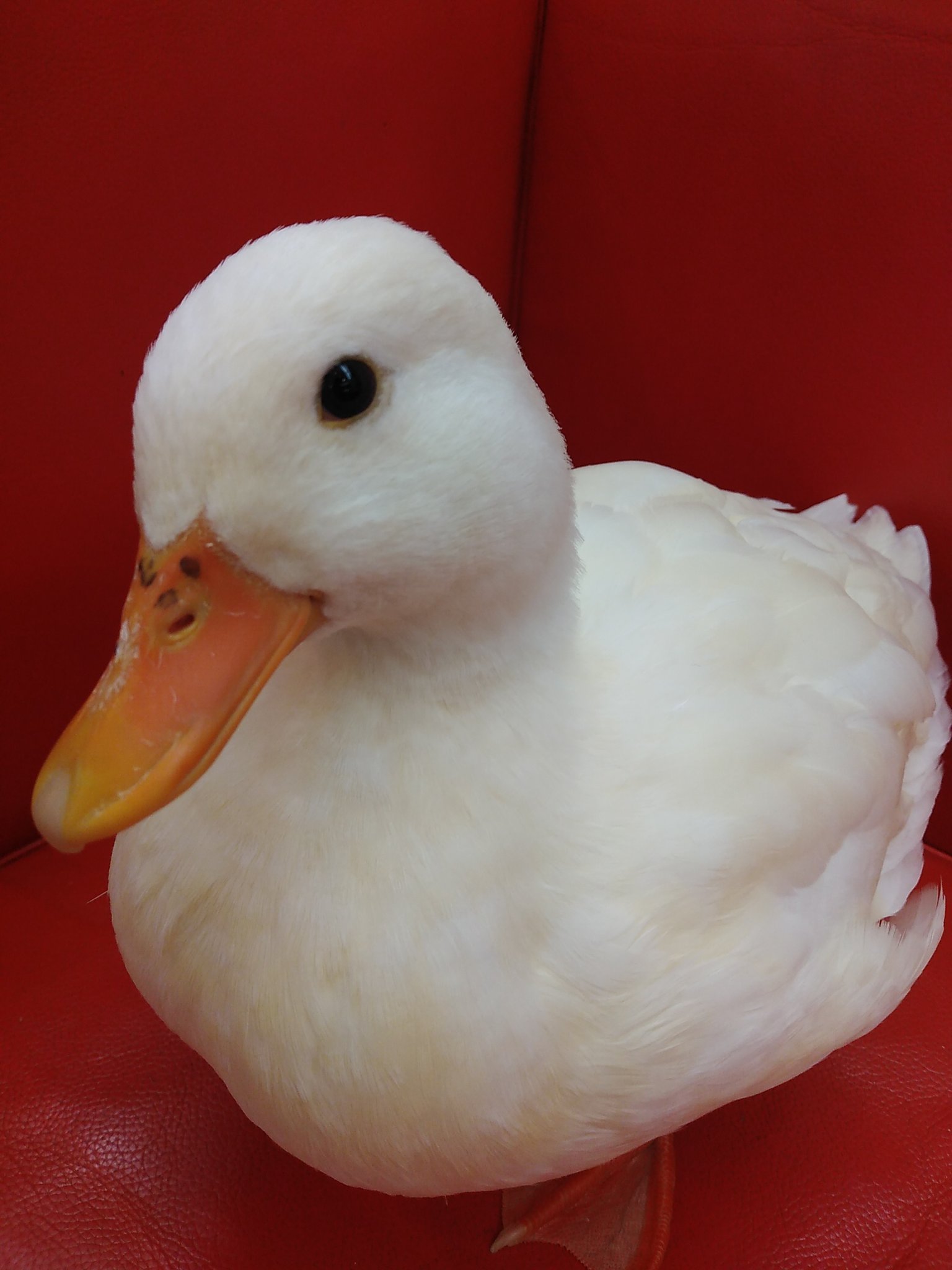 コールダック・アヒル用ペレット 13kg　BC-6 アヒル・コールダック用飼料・ペレット】 BC-6 3kg - メルカリ