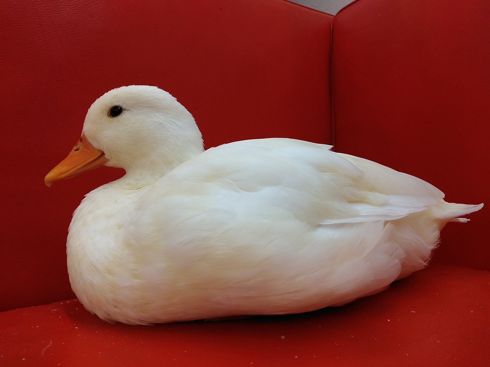 大感謝セール★大袋 13kg【アヒル・コールダック用飼料・ペレット】　BC-6 2025年最新】アヒル用ペレットの人気アイテム - メルカリ