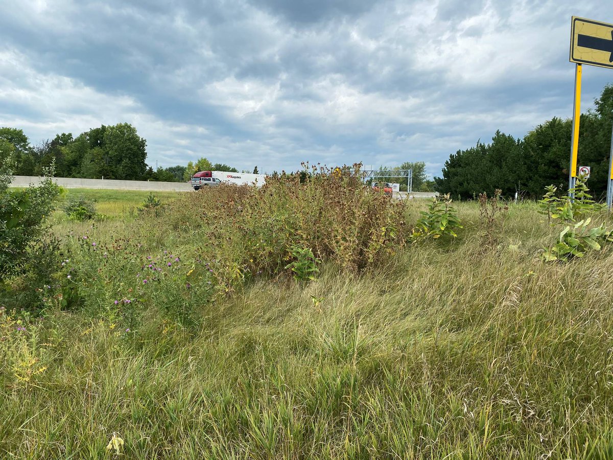 S_A_Songer's tweet photo. TerraVue herbicide applied in MI on 7/29/2020. Photo taken 8/26/2020. What an incredible selective herbicides to have in the toolbox. Takes out the Canada Thistle and doesn’t take out milkweed, leaving it for the monarch butterfly! @CortevaVegMgmt https://t.co/Xrsr1eROWb
