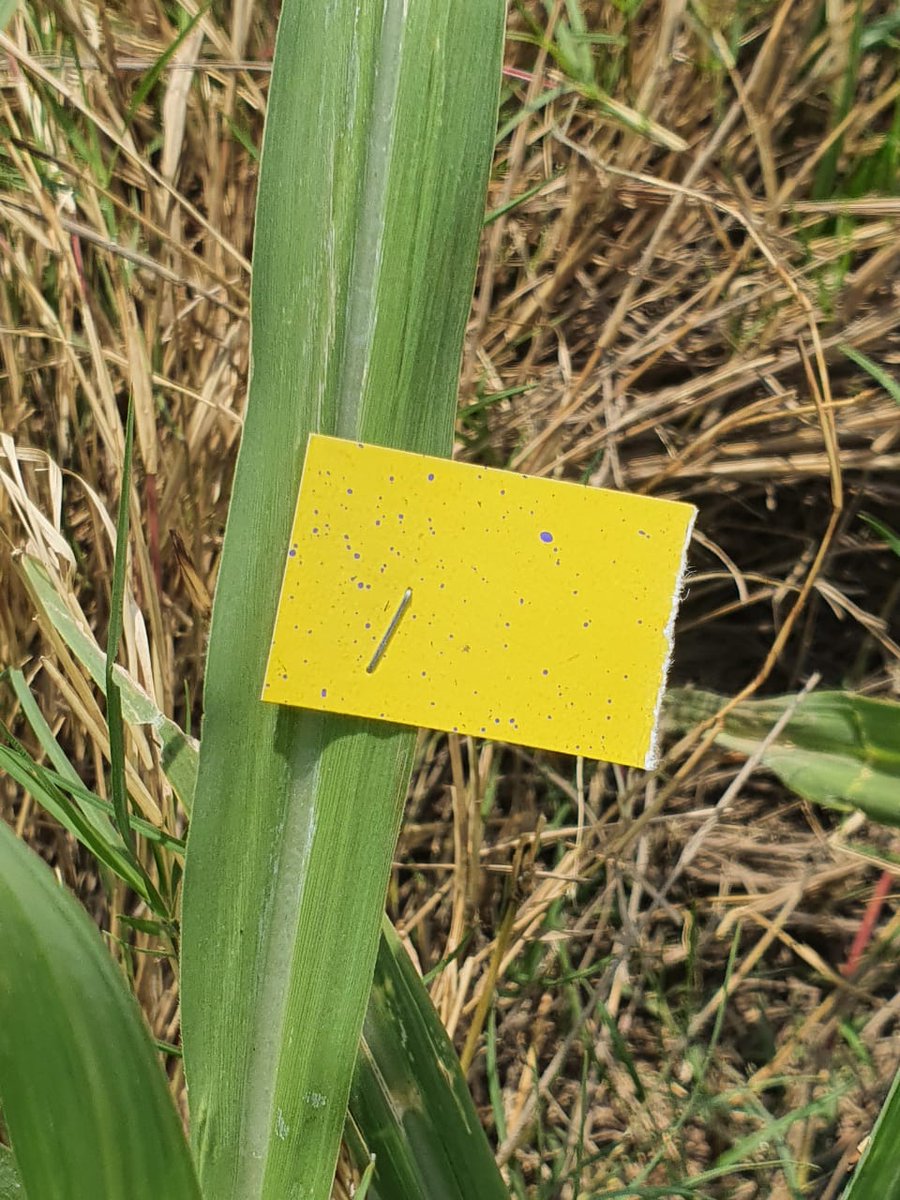 AlltecBIO's tweet photo. #A35T es un concentrado soluble con emulsionantes, indicado para la aplicación de plaguicidas; especialmente #insecticidas y #fungicidas.
#ANTIDERIVA prologa la vida media de las gotas y es ideal para utilizar en condiciones ambientales adversas. https://t.co/a23KAPF561