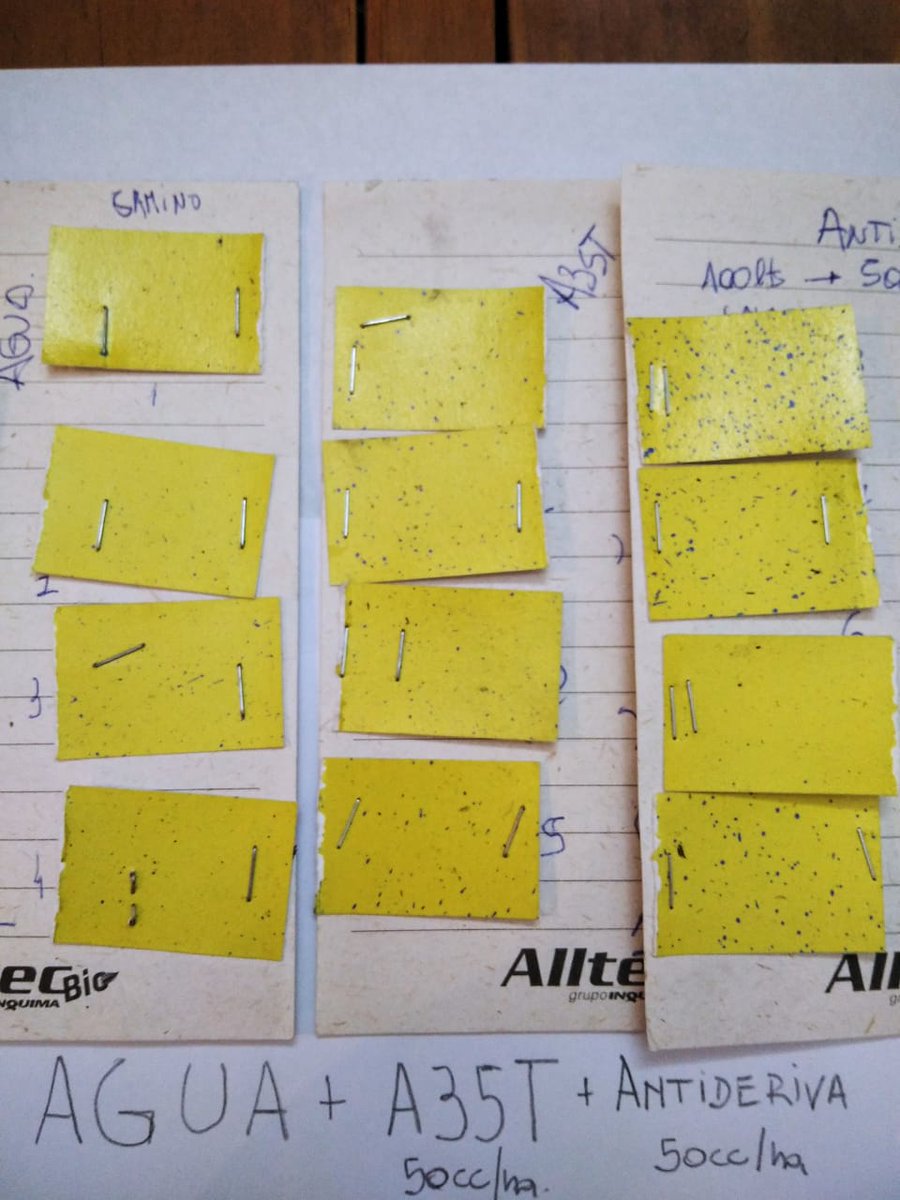 AlltecBIO's tweet photo. #A35T es un concentrado soluble con emulsionantes, indicado para la aplicación de plaguicidas; especialmente #insecticidas y #fungicidas.
#ANTIDERIVA prologa la vida media de las gotas y es ideal para utilizar en condiciones ambientales adversas. https://t.co/a23KAPF561