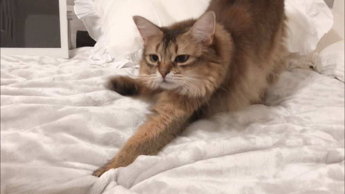 ホタテ ソマリ Twitterren ニトリのnウォームモイストスーパー敷パッドの暖かさを知ってしまったほっちゃん もっちり Nウォーム