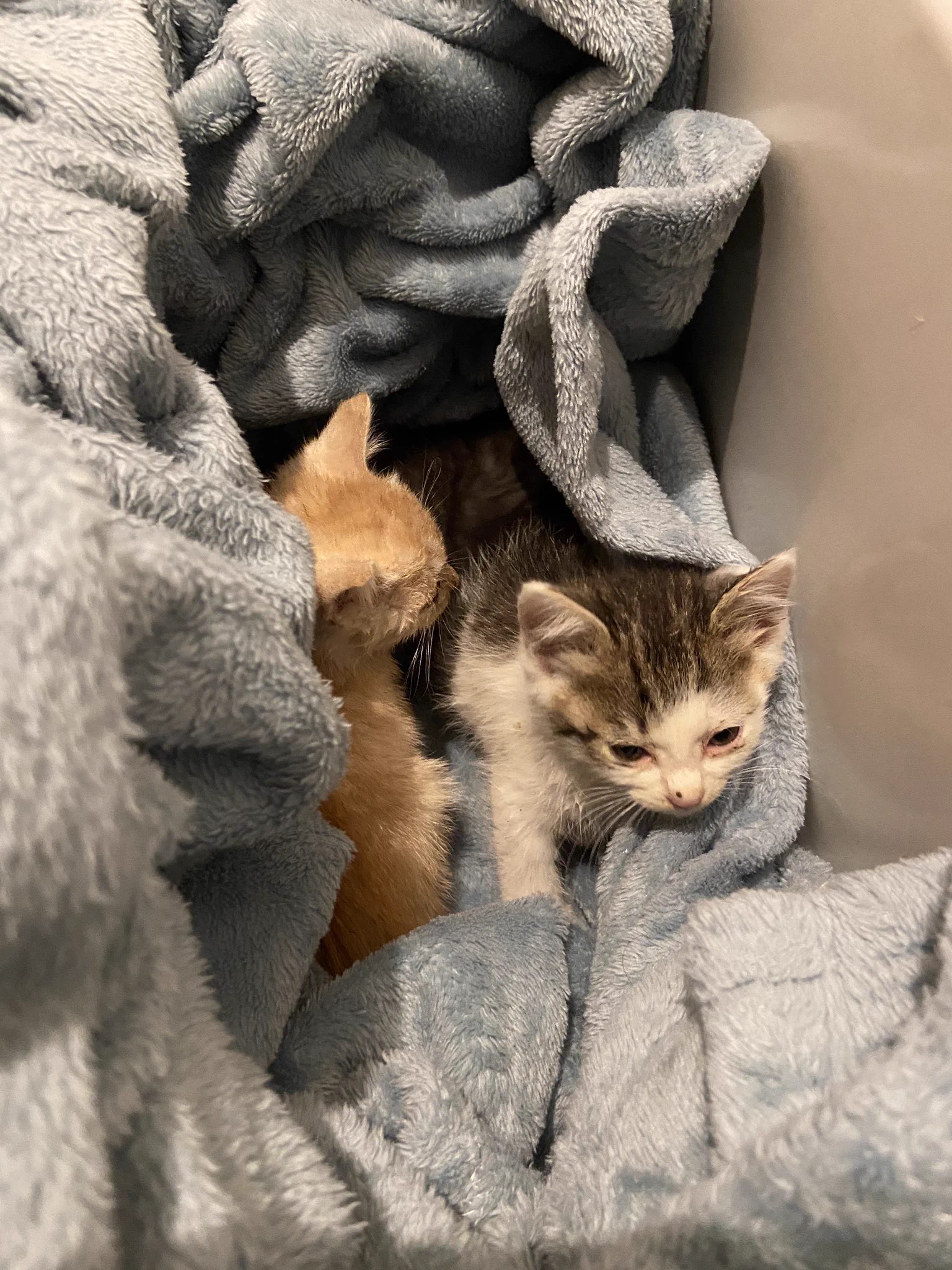 生まれて間もない子猫が捨てられていた！！責任を持って育てましょう。