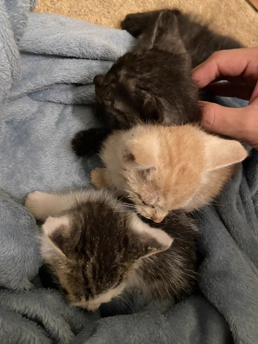 生まれて間もない子猫が捨てられていた！！責任を持って育てましょう。