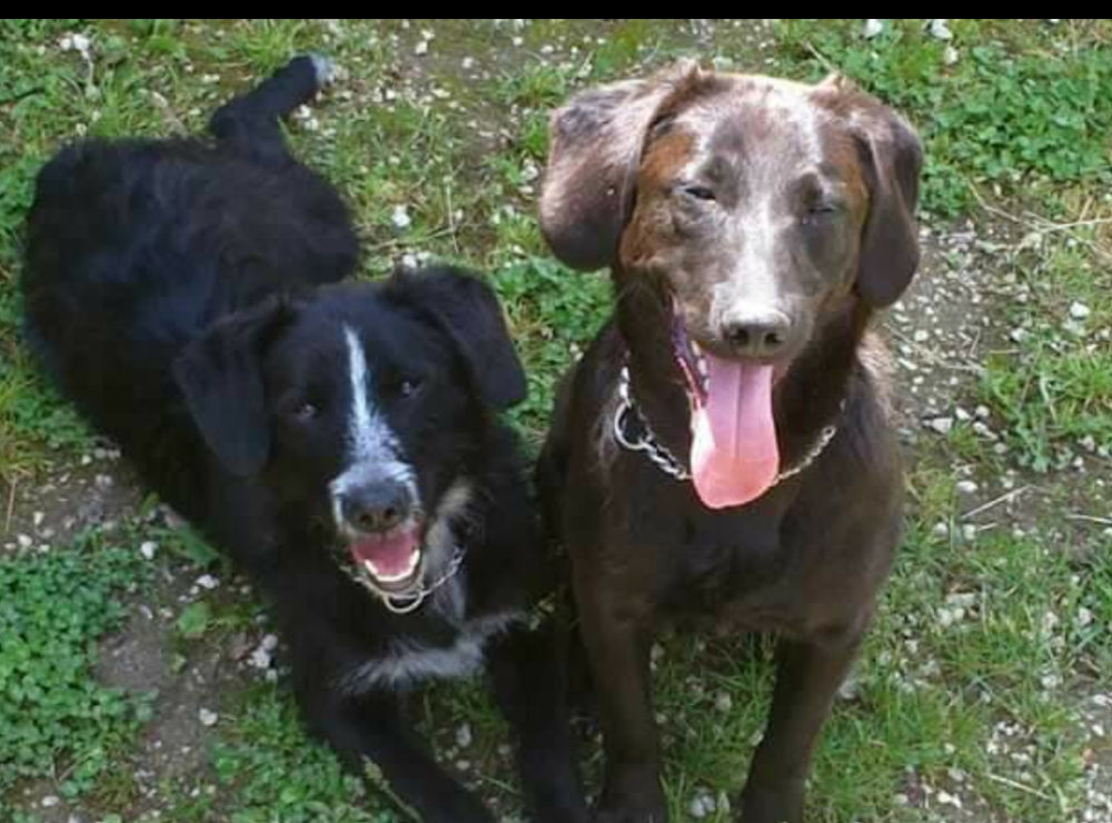 Alex e Max scappati da casa e smarriti. Qualcuno li ha visti? - tesoriaquattrozampe.it/alex-max-scapp…