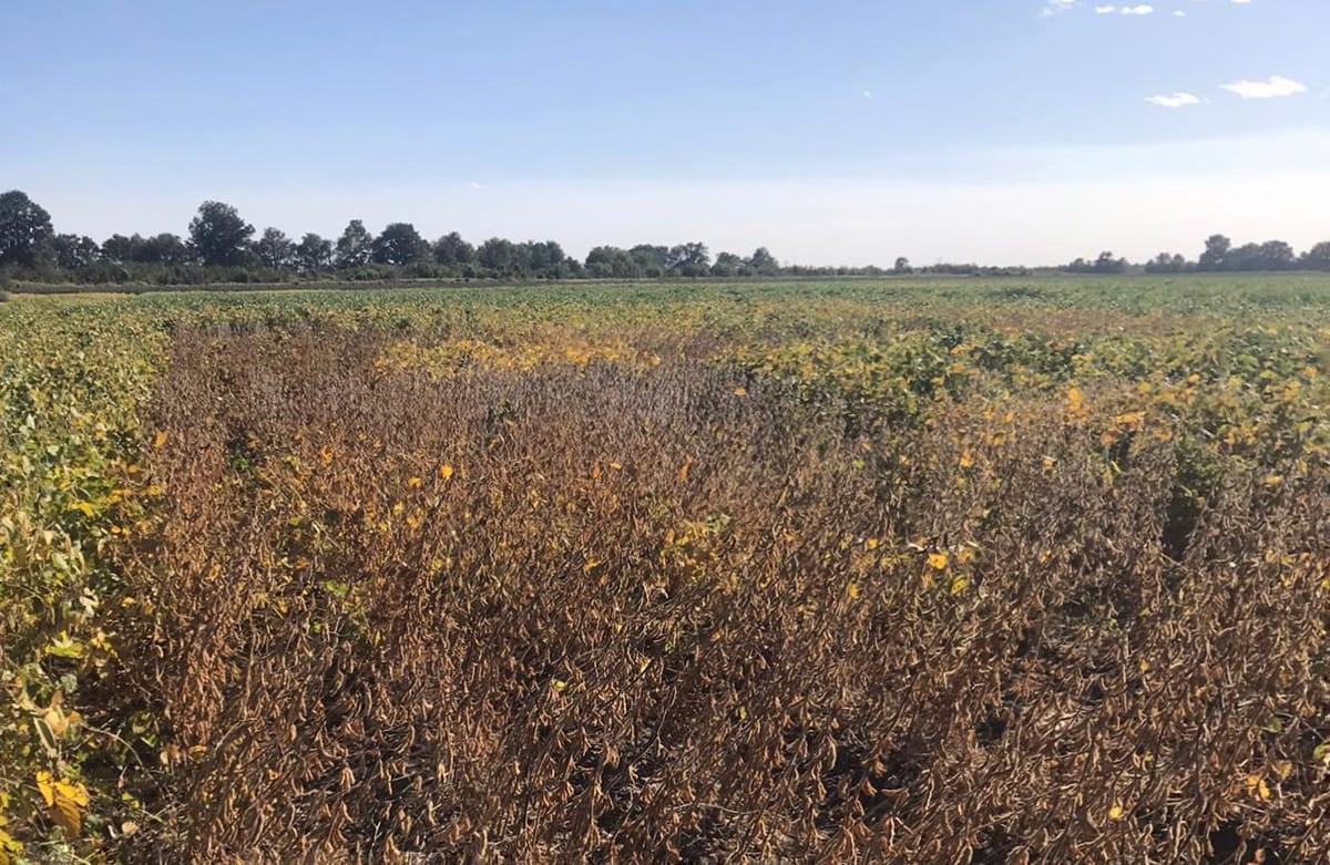 BioceresCropS's tweet photo. 🇺🇸🌱🇦🇷
Our HB4® soybean field trials is US, pretty close to start the harvest and return to Argentina!

#HB4soybean #HB4technology #Biotech #Biotechnology 
#carbonneutral #Sustainability https://t.co/cYJivimWHC