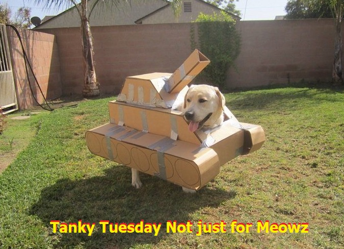 Lunachaz's tweet photo. Hapi Mews Day Hugz @Morbokif  @BlueCat_hikes @lifeofmoet_ Angel @Pandafur @billone_joanne  Angel @MynameisElwood @ChuckSiebert @HRMeownessWills @Lunarteddy  @LilyLuwhoT #TankyTuesday https://t.co/rAgV7kyopo