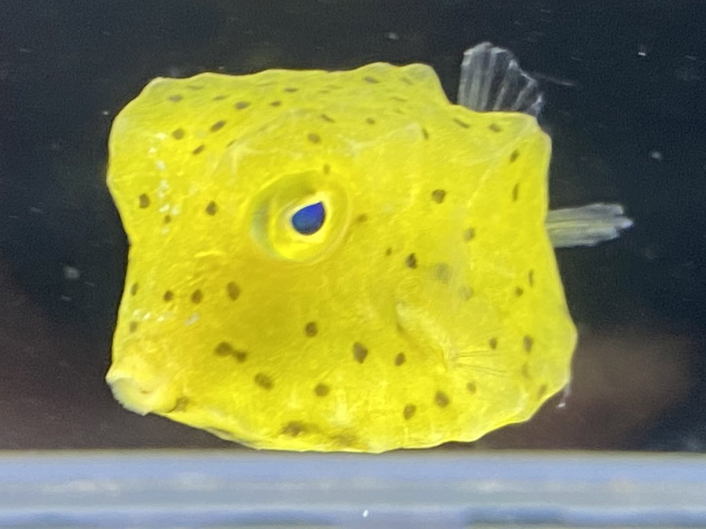 みあら 先程コンペイトウとツイートしましたがなんも考えず金平糖に似てると思ってツイートしたのだけど コンペイトウ って名前のお魚と勘違いされると申し訳ないので消しました 3 こちらは コンゴウフグ です T Co 0wcyoceghu Twitter