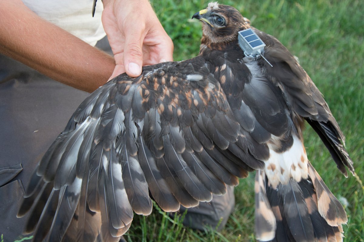 The fate of young Hen Harriers is one of the most important unanswered questions about the ecology of the extremely vulnerable Dutch breeding population. Following their movements with satellite and GPS-tags has now yielded the first insights.

Collab with <a href="/vogelnieuws/">Vogelbescherming NL</a> &amp; <a href="/Sovon/">Sovon Vogelonderzoek Nederland</a>