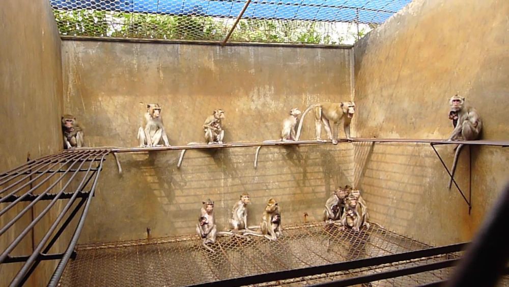 Long-tailed macaques in breeding farm in Vietnam; credit Cruelty Free International