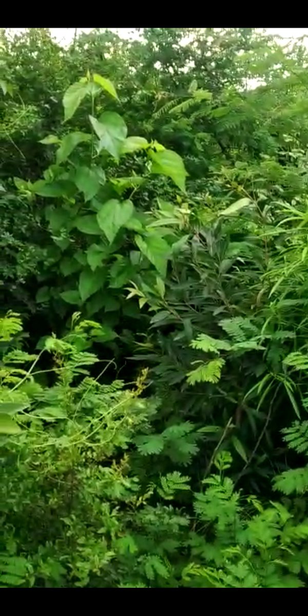 craval09's tweet photo. Our product Nami's use in a dense #urbanforest development project, using Japanese #Miyawaki method in Kandla port's free trade zone. By managing soil moisture, Nami increases trees' growth, saves 50% water &amp; protects plants during water scarcity #ClimateChange #Water https://t.co/CczaVdkCWl