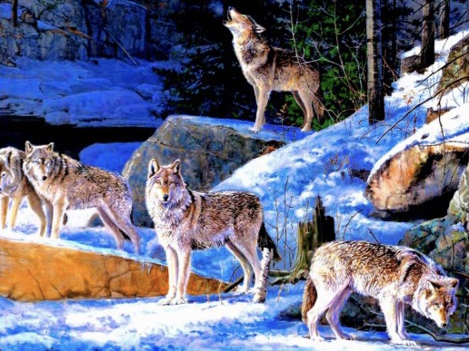 𝐓𝐡𝐞 𝐈𝐦𝐩𝐨𝐫𝐭𝐚𝐧𝐜𝐞 𝐨𝐟 𝐂𝐨𝐦𝐦𝐮𝐧𝐢𝐜𝐚𝐭𝐢𝐨𝐧Wolves are highly intelligentAnd they have a highly-tuned system of communicationThey use barks, huffs, whines, growls, howling, and even body language