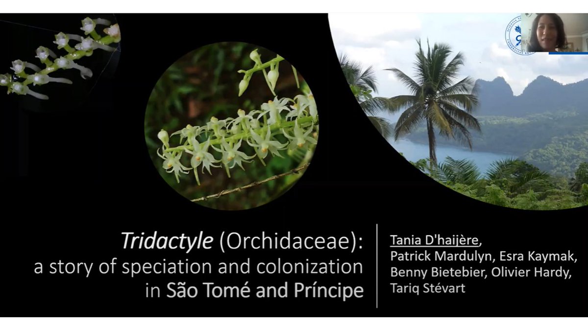 TROPIMUNDO's tweet photo. Alumnus of the Master International en Biodiversité et Environnement Végétaux Tropicaux (#BEVT @TROPIMUNDO) Tania D'haijère presents a seminar on her PhD work focused on the #orchids of São Tomé & Príncipe (Tridactyle). Great job !
https://t.co/08v8dzB2Ga https://t.co/RYjIrplW5K