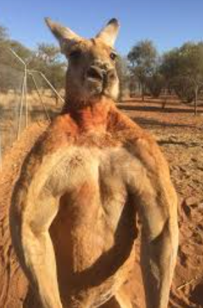 Kangaroo hops out of van this morning in the 300 block of W Main Street Monroe, now missing.  If seen please call 911 or 360-794-6300.