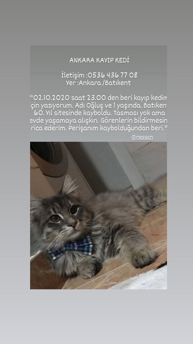 cn_ness's tweet photo. @kedikafesi_ lütfen paylaşır mısınız ? https://t.co/wVyGaK5YUL