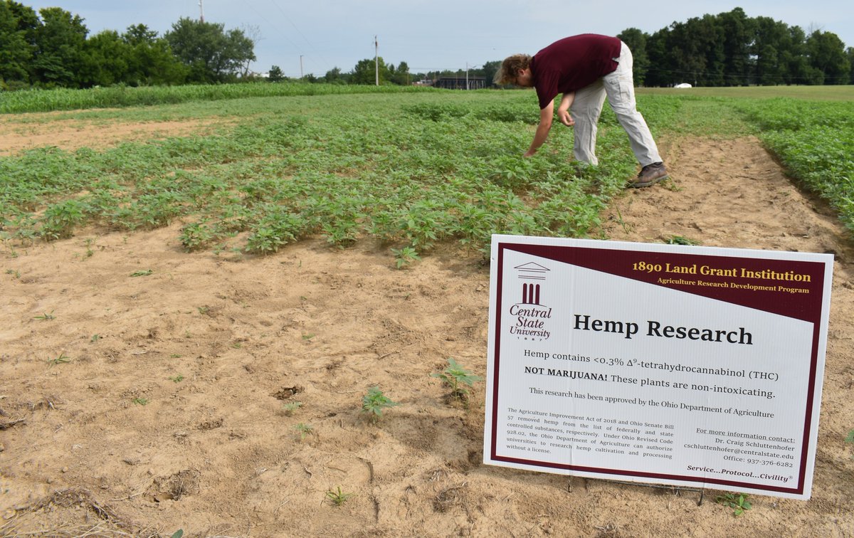 StateExtension's tweet image. Hemp Field Day is TODAY beginning at 5 p.m. at CSU Agricultural Research Fields, US 42 E, Wilberforce, near the water tower. #Hemp #CSUExtension #CSUResearch