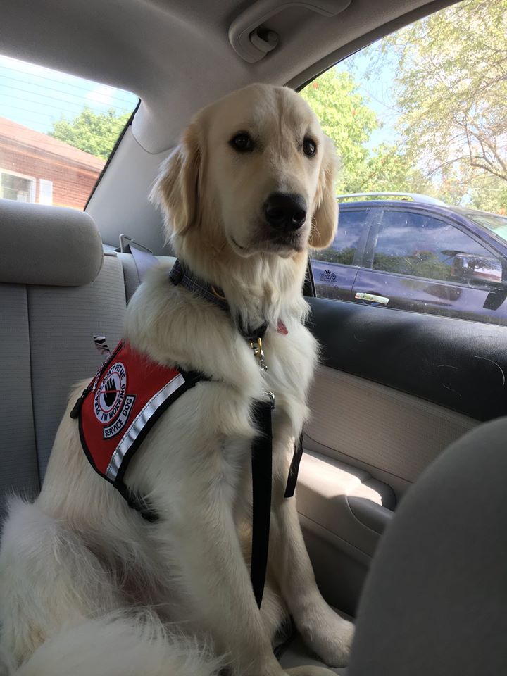 Thread: I was nearly attacked by a fake service dog in a vest yesterday. A quick run to the store. Mom saw the dog from a distance, she knew by its behavior & we tried to avoid it. It growled & lunged at me. It scared Mom & me. An open letter to ppl putting vests on pets.  #dogs